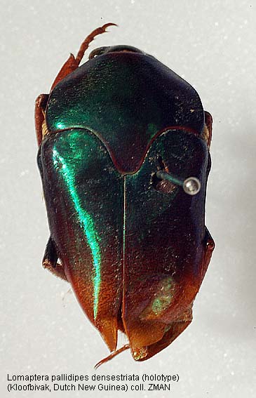 Cetoiinae Cetoiidae PNG add new every time from Papua New Guinea Lomaptera