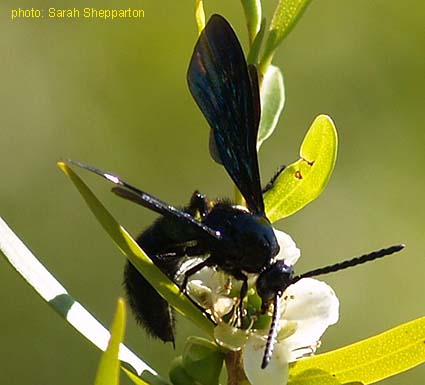 Bộ sưu tập Côn trùng - Page 47 Header%20Scoliidae