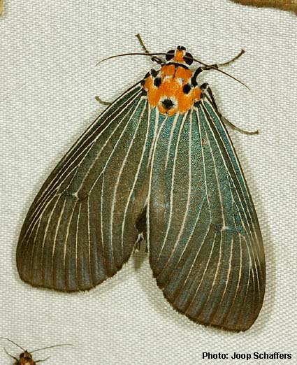 Papua Insects Foundation (Lepidoptera/Erebidae (Erebinae,  Cocytiini)/Sinariola owgarra)