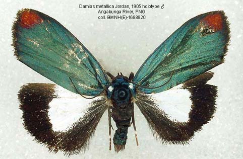 Papua Insects Foundation (Lepidoptera/Erebidae (Erebinae,  Cocytiini)/Sinariola owgarra)