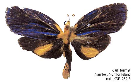 Papua Insects Foundation (Lepidoptera/Erebidae (Erebinae,  Cocytiini)/Sinariola owgarra)