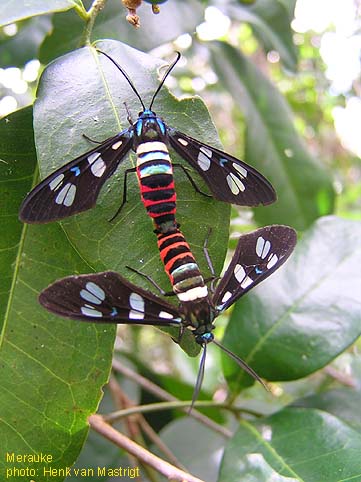 Papua Insects Foundation (Lepidoptera/Erebidae (Erebinae,  Cocytiini)/Sinariola owgarra)