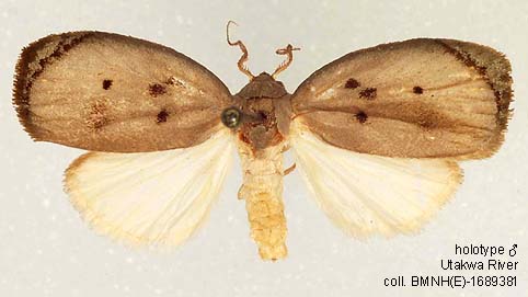 Papua Insects Foundation (Lepidoptera/Erebidae (Erebinae,  Cocytiini)/Sinariola owgarra)