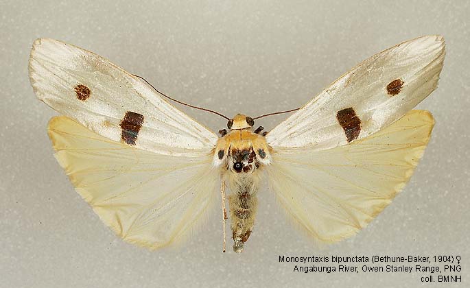 Papua Insects Foundation (Lepidoptera/Erebidae (Erebinae,  Cocytiini)/Sinariola owgarra)