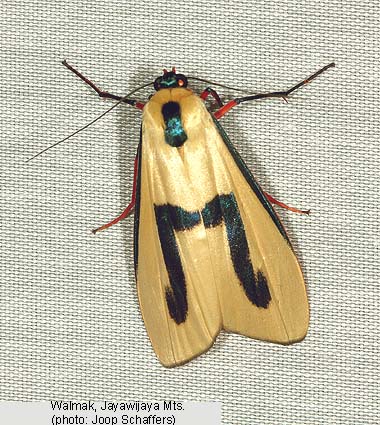 Papua Insects Foundation (Lepidoptera/Erebidae (Erebinae,  Cocytiini)/Sinariola owgarra)