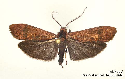 Papua Insects Foundation (Lepidoptera/Erebidae (Erebinae,  Cocytiini)/Sinariola owgarra)