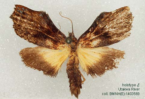 Papua Insects Foundation (Lepidoptera/Erebidae (Erebinae,  Cocytiini)/Sinariola owgarra)