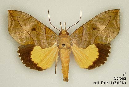 Papua Insects Foundation (Lepidoptera/Erebidae (Erebinae,  Cocytiini)/Sinariola owgarra)