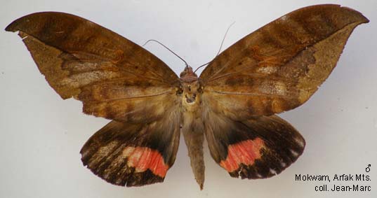 Papua Insects Foundation (Lepidoptera/Erebidae (Erebinae,  Cocytiini)/Sinariola owgarra)