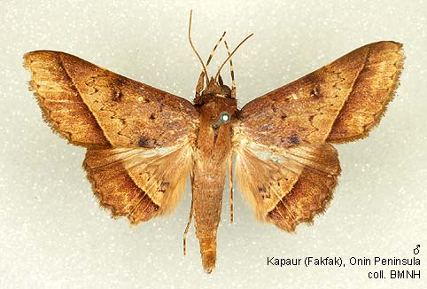 Papua Insects Foundation (Lepidoptera/Erebidae (Erebinae,  Cocytiini)/Sinariola owgarra)