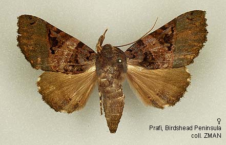 Papua Insects Foundation (Lepidoptera/Erebidae (Erebinae, Cocytiini)/Sinariola owgarra)
