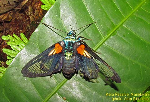 Papua Insects Foundation (Lepidoptera/Erebidae (Erebinae,  Cocytiini)/Sinariola owgarra)