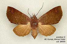 Papua Insects Foundation (Lepidoptera/Erebidae (Erebinae,  Cocytiini)/Sinariola owgarra)