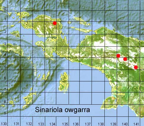 Papua Insects Foundation (Lepidoptera/Erebidae (Erebinae,  Cocytiini)/Sinariola owgarra)