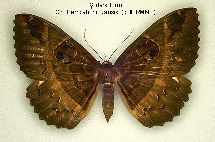 Papua Insects Foundation (Lepidoptera/Erebidae (Erebinae,  Cocytiini)/Sinariola owgarra)