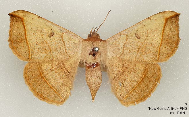 Papua Insects Foundation (Lepidoptera/Erebidae (Erebinae,  Cocytiini)/Sinariola owgarra)