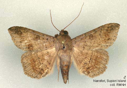 Papua Insects Foundation (Lepidoptera/Erebidae (Erebinae,  Cocytiini)/Sinariola owgarra)