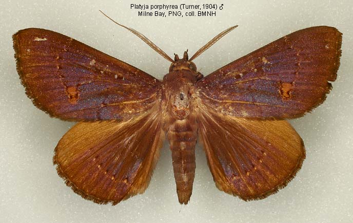 Papua Insects Foundation (Lepidoptera/Erebidae (Erebinae,  Cocytiini)/Sinariola owgarra)