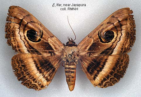 Papua Insects Foundation (Lepidoptera/Erebidae (Erebinae,  Cocytiini)/Sinariola owgarra)