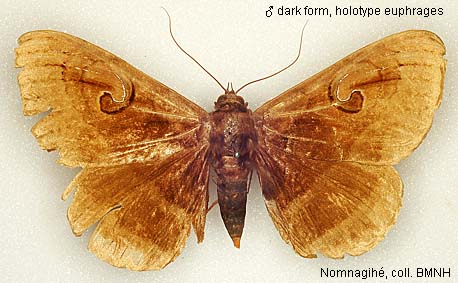 Papua Insects Foundation (Lepidoptera/Erebidae (Erebinae,  Cocytiini)/Sinariola owgarra)