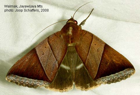 Papua Insects Foundation (Lepidoptera/Erebidae (Erebinae,  Cocytiini)/Sinariola owgarra)