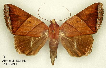 Papua Insects Foundation (Lepidoptera/Erebidae (Erebinae,  Cocytiini)/Sinariola owgarra)