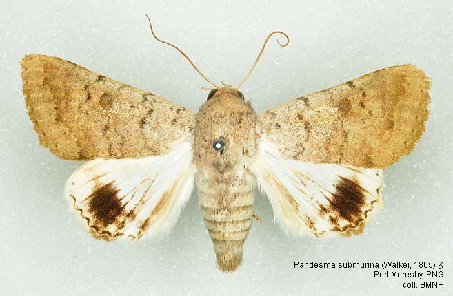 Papua Insects Foundation (Lepidoptera/Erebidae (Erebinae,  Cocytiini)/Sinariola owgarra)