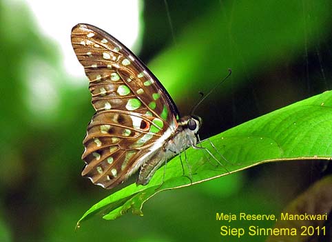 unmounted butterfly papilionidae Graphium agamemnon GUANGXI  A1 