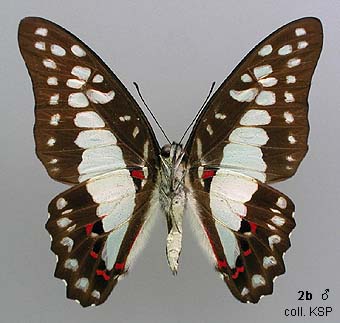 unmounted butterfly GRAPHIUM EURYPYLUS LYCAONIDES 