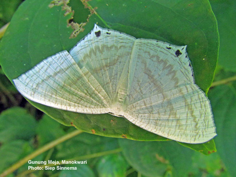 Sưu tập Bộ cánh vẩy 2 - Page 25 Micronia-aculeata-SGSinnema-2011-11-5-Meja-152-C